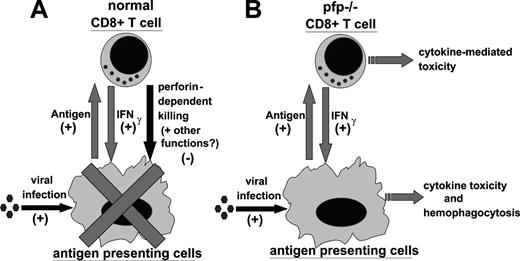 Figure 7. Proposed model of the pathophysiology of HLH. (A) During a normal immune response, presentation of antigen promotes CD8+ T-cell responses. In return, CD8+ T cells secrete IFNγ, which activates antigen-presenting cells and further promotes antigen presentation. This positive feedback loop is restrained by perforin-dependent mechanisms. It remains unclear whether this occurs via specific destruction of professional antigen-presenting cells, general destruction of virally infected cells, or additional mechanisms. (B) In LCMV-infected pfp–/– mice, the failure of perforin-dependent mechanisms allows for spiraling immune activation and excessive secretion of IFNγ. This leads to the development of an HLH-like syndrome.
