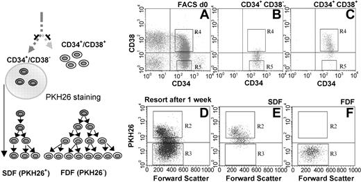 Figure 1. Separation of CD34+/CD38– cells into SDF and FDF. CD34+/CD38– and CD34+/CD38+ subpopulations were isolated from human CB (A). Reanalysis of the sorted cells confirmed the efficient separation of these cell fractions (B-C). The CD34+/CD38– stem cell population was then stained with PKH26 and cultivated for 1 week. The SDF (PKH26+) was separated by cell sorting form the FDF (PKH26–) population (D). Efficient enrichment was controlled by reanalysis (E-F).