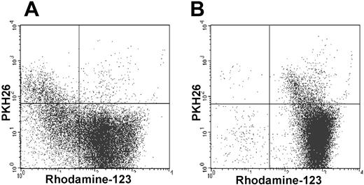 Figure 5. SDF can efflux Rh-123. The vast majority of the SDFs (PKH26+) can efflux Rh-123, whereas the FDFs (PKH26–) were stained as Rh-123high (A). With the inclusion of the P-glycoprotein inhibitor cyclosporin (CsA) efflux of Rh-123 in the SDF was effectively blocked (B; representative for 3 experiments).