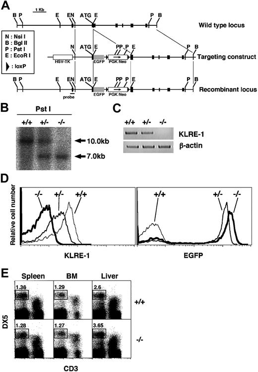 Figure 1. Characterization of KLRE-1 KO mice. (A) Generation of the EGFP–KLRE-1 knock-in mice. Schematic representation of the portion of the KLRE-1 gene locus (top), targeting construct (middle), and recombinant allele (bottom) including the relevant restriction sites. Probe used for Southern blot analysis is depicted. Exons are represented as black boxes. (B-E) Characterization of the EGFP–KLRE-1 knock-in mice. (B) Southern blot analysis. Southern blot analysis of Pst I-digested DNA from wild-type (WT) (+/+), heterozygous (+/–), or homozygous (–/–) KLRE-1 mice. DNA was hybridized with the probe shown in panel A to discriminate between the WT allele (10.0 kb) and the mutated allele (7.0 kb). (C) RT-PCR analysis for KLRE-1 mRNA. Total RNA prepared from DX5+ splenocytes of WT (+/+), heterozygous (+/–), or homozygous (–/–) KLRE-1 mice was subjected to RT-PCR analysis on KLRE-1 and β-actin. PCR on β-actin assured an equal amount of cDNA. (D) Expression of KLRE-1 and GFP in the DX5+TCRβ– splenocytes. The DX5+TCRβ– splenocytes from WT (+/+), heterozygous (+/–), or homozygous (–/–) KLRE-1 mice were stained with the Cy5–anti–KLRE-1 (7E8) mAb. Expression of KLRE-1 (left panel) and EGFP (right panel) is shown as a histogram. (E) Normal development of NK cells in KLRE-1 knock-out (KO) mice. Spleen, bone marrow (BM), and liver mononuclear cells from WT (+/+) and homozygous (–/–) KLRE-1 mice were stained with the PE-DX5 and the Cy5–anti-CD3ϵ. The area representing NK (DX5+ CD3ϵ–) cells is shown with percentage.