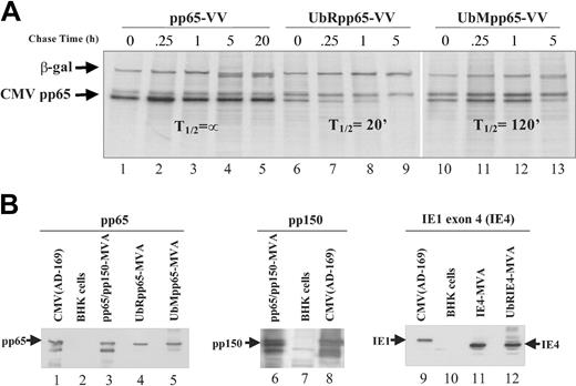 Figure 1. Pulse-chase experiments and characterization of poxvirus recombinants. (A) Pulse-chase and immunoprecipitation analysis were used to determine T½ of CMV-pp65 protein expressed by pp65-VV, UbRpp65-VV, and UbMpp65-VV. Hu TK- cells infected with VV expressing CMV pp65, UbRpp65, and UbMpp65 were pulsed with 35S-Met and 35S-Cys for 30 minutes, and chased with 10x unlabeled Met and Cys for 0, 0.25, 1, 5, and 20 hours. Cell lysates were immunoprecipitated by anti-pp65 mAb (103-28) and anti–β-gal mAb and analyzed by SDS-PAGE. Lanes 1 to 5 represent VV-pp65. Lanes 6 to 9 represent UbRpp65-VV. Lanes 10 to 13 represent UbMpp65-VV. (B) Western blot detection of pp65, pp150, and IE4 expressed by pp65/pp150-MVA, UbRpp65-MVA, UbMpp65-MVA, IE4-MVA, and UbRIE4-MVA. In lanes 1, 8, and 9 are AD169 CMV cell lysates (Microbix Biosystems, Toronto, ON, Canada) for detection of pp65, pp150, and IE4 and uninfected BHK cell lysates in lanes 2, 7, and 10. Cell lysates from pp65/pp150-MVA–infected BHK-21 cells (lanes 3, 6), UbRpp65-MVA–infected BHK-21 cells (lane 4), UbMpp65-MVA–infected BHK-21 cells (lane 5), IE4-MVA–infected BHK-21 cells (lane 11), and UbRIE4-MVA–infected BHK-21 cells (lane 12) are shown. All lanes were loaded with the same amount of protein as determined by Braford method. pp65 protein expression was detected using mAb (103-28), pp150 expression was detected using mAb (1.XPA 36), and IE1 exon 4 expression was detected using mAb (p63-27).