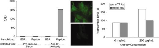 Figure 1. αTF validation data. The αTF preparation bound to murine TF peptide (extracellular domain) in solid-phase binding assay (left) and to murine fibroblasts (middle top), in which case binding was blocked by the immunogenic peptide (middle bottom). The αTF weakly inhibits TF-induced coagulation (right). BSA indicates bovine serum albumin; and OD, optical density. Original magnification, × 600.