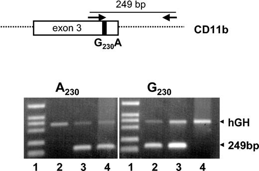 Figure 1. Genotyping of Mart alloantigens by allele-specific PCR (PCR-SSP).PCR was performed with a common intronic antisense primer and an allele-specific sense primer (G230 or A230) (top). Representative results of Mart genotypes determined by PCR-SSP of 3 donors: homozygous Mart-positive (G/G) (lane 2), heterozygous Mart-positive (G/A) (lane 3), and homozygous Mart-negative (A/A) (lane 4). Genomic DNA was amplified using primer for A230 or G230 and was analyzed by 1.8% agarose gel electrophoresis. The 249-bp bands represent the allele-specific product, and the hGH bands represent the internal control. DNA fragments VI (Roche) were used as standards (lane 1).