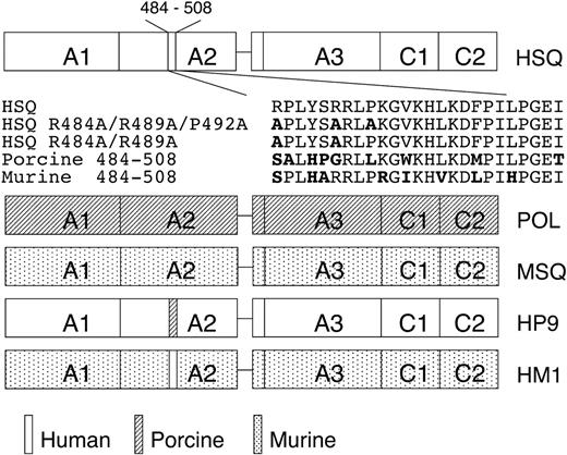 Figure 1. FVIII constructs. Human, porcine, and murine forms of BDD fVIII are designated HSQ, POL, and MSQ, respectively. Bold type in the amino acid alignments corresponding to mutagenesis or hybrid insertion at the R484-I508 A2 epitope indicates amino acids that differ from human fVIII.