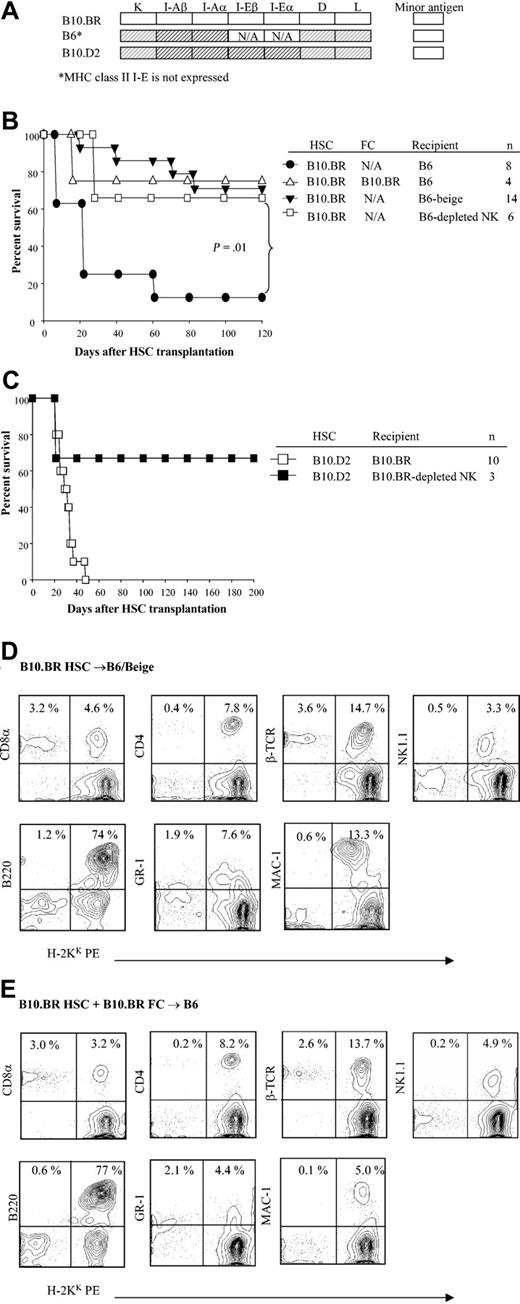 Figure 6. The role of NK cells in engraftment of purified HSCs. (A) Shading represents MHC disparity between donor and recipients. (B) Kaplan-Meier curves show the survival of B6, B6/Beige, or NK cell–depleted B6 recipients of B10.BR HSCs with or without B10.BR FCs. (C) Survival curve of B10.D2 HSCs into B10.BR or NK cell–depleted B10.BR recipients. (D) Multilineage typing of representative B6/Beige recipients of B10.BR HSCs alone compared with (E) normal B6 recipients of B10.BR HSCs plus B10.BR FCs. Multilineage data are from peripheral blood 3 months after transplantation and analyzed based on the lymphoid gate. Data shown are from one representative recipient. A total of 3 to 4 recipients were analyzed per group.