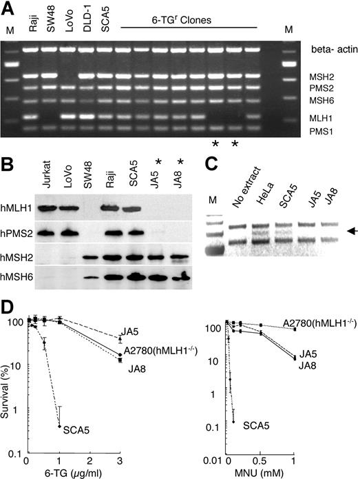 Figure 3. Characterization of 6-TG–resistant clones. (A) Expression of MMR genes. RNA from representative 6-TG– and MNU-resistant A2780SCA5 clones was amplified by RT-PCR. RNA was included from control cell lines Raji (MMR proficient), SW48 (hMLH1 deficient), LoVo (hMSH2 deficient), and DLD-1 (hMSH6 deficient). Products were separated using agarose gel electrophoresis, stained with ethidium bromide, and visualized under UV light. *Clones JA5 and JA8 arose in different flasks. (B) MMR protein expression. Extracts from parental A2780SCA5, control MMR-defective cells, and JA5 and JA8 were separated using sodium dodecyl sulfate–polyacrylamide gel electrophoresis (SDS-PAGE), blotted, and probed sequentially with antibody against hMLH1, hMSH2, hMSH6, and hPMS2. (C) Mismatch correction in vitro. Extracts (100 μg) of HeLa, A2780SCA5, JA5, or JA8 were incubated with a standard nicked circular DNA substrate containing a T/C mispair. DNA was recovered and digested with MluI, and products were separated using agarose gel electrophoresis. The arrow indicates a band that was diagnostic for correction. (D) 6-TG (left) and MNU (right) sensitivity of JA5 and JA8. Cells were treated as described in “Patients, materials, and methods,” and survival was determined by clonal assay. A2780SCA5 (♦); A2780MNU1 (▪); JA5 (▴); JA8 (•). Error bars represent standard deviations.