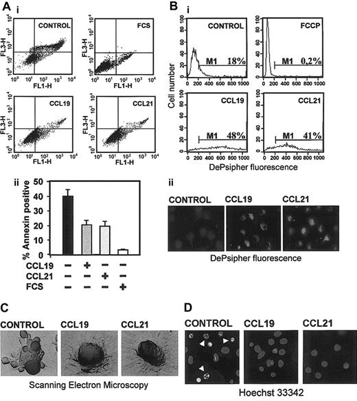 Figure 1. Stimulation with CCL19 and CCL21 reduces the percentage of apoptotic DCs. (A) Cells were washed and then incubated for 6 hours in 0.1% BSA in RPMI in the absence (control) or in the presence of 200 ng/mL CCL19, CCL21, or 10% fetal calf serum (FCS). (i) DCs were analyzed for annexin V (FL1-H) and 7-amino actinomycin (7-AAD) (FL3-H) by flow cytometry. To exclude necrotic cells (7-AAD–positive), only annexin V–positive/7-AAD–negative cells were considered apoptotic. (ii) Quantification of the percentage of annexin V–positive/7-AAD–negative cells. Results represent the mean ± SEM (n = 8). (B) Apoptotic cells were also stained with DePsipher to detect loss of mitochondria potential and then analyzed by flow cytometry (i). In this experiment we used as positive control cells treated with carbonyl cyanide p-trifluoromethoxyphenylhydrazone (FCCP), a protonophore that dissipates the H+ gradient across the inner membrane of mitochondria and induces apoptosis. Figure viewed with the Nikon Diaphot microscope. (ii) DePsipher immunofluorescence staining. Healthy cells that were stained with DePsipher give an intense red labeling (observed as a bright labeling on this black-and-white figure) under the fluorescent microscope. Figure viewed with the Nikon Diaphot microscope. (C) Scanning electron microcopy of a representative apoptotic cell presenting numerous apoptotic blebs (control) and a CCL19-treated and CCL21-treated cell. This figure was viewed with the Stereoscan 250 microscope. The number of cells presenting blebs was reduced by half in the chemokine-treated cells (not shown). (D) Photographs taken from cells stained with Hoechst 33342. Arrowheads point to condensed or fragmented nuclei.