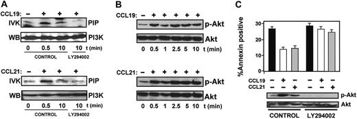 Figure 2. PI3K and Akt are activated in DCs stimulated with CCL19 and CC21 and regulate apoptosis. (A) DCs suspended in 0.1% BSA in RPMI that were untreated (control) or pretreated with LY294002 (100 μM) for 60 minutes (LY294002) were left unstimulated (–) or were stimulated (+) with CCL19 or CCL21 for the indicated times. Cells were lysed, PI3K was precipitated, and in vitro kinase (IVK) performed as described in “Materials and methods.” PIP indicates PtdIns-3-phosphate. In parallel experiments, immunoprecipitates were also analyzed by Western blotting (WB) to show equal levels of PI3K. A representative experiment out of 4 performed is shown. (B) Whole-cell lysates of cells stimulated with CCL19 or CCL21 for the indicated times were separated on SDS-PAGE and transferred to PVDF membranes for subsequent Western blotting. Activated Akt was detected with an antibody reacting with phosphorylated P-Ser 473 (p-Akt). To confirm equal loading, blots were reprobed with an antibody reacting with total Akt1. (C) DCs suspended in 0.1% BSA in RPMI were left untreated (control) or pretreated with LY294002 (100 μM) for 60 minutes. Then, DCs were either left unstimulated (–) or stimulated (+) with CCL19 or CCL21. (Bottom) Western blots. After 2.5 minutes of stimulation with chemokines, aliquots of DCs were taken to analyze the level of phosphorylated/active Akt1 (p-Akt) and total Akt1 by Western blotting. A representative experiment out of 3 performed is shown. (Top) Bar diagrams. Remaining DCs were left for an additional 6 hours, and then the percentage of annexin V–positive/7-AAD–negative cells was quantified. The results represent the mean ± SEM of 3 independent experiments.