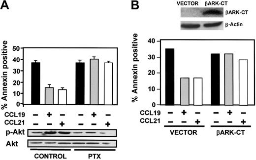 Figure 3. Gi and βγ subunits regulate apoptosis and activation of Akt. (A) DCs were left untreated (control) or pretreated with PTX (100 ng/mL) for 120 minutes. Subsequently, DCs were left unstimulated (–) or stimulated (+) with CCL19 or CCL21. (Bottom) After 2.5 minutes of stimulation with chemokines, aliquots were taken to analyze the level of phosphorylated/active Akt1 (p-Akt) and total Akt1 by Western blotting. A representative experiment out of 3 performed is shown. (Top) Remaining DCs were left for an additional 6 hours, and then the percentage of annexin V–positive/7-AAD–negative cells was quantified. Fluorescence-activated cell sorter (FACS) analysis performed in parallel showed that PTX treatment did not affect the levels of CCR7 (not shown). The results represent the mean and SEM of 3 independent experiments. (B) DCs were transfected either with vector or with βARK-CT. (Top) Eighteen hours after transfection, aliquots of vector- and βARK-CT–transfected DCs were taken to analyze βARK-CT levels by Western blotting using an anti-βARK antibody.28 β-actin levels show equal loading of the gels. (Bottom) Vector- and βARK-CT–expressing DCs were washed and subsequently incubated for 6 hours in 0.1% BSA in RPMI without (–) or with (+) CCL19 or CCL21. The percentage of annexin V–positive/7-AAD–negative cells was determined. A representative experiment out of 3 performed is shown.