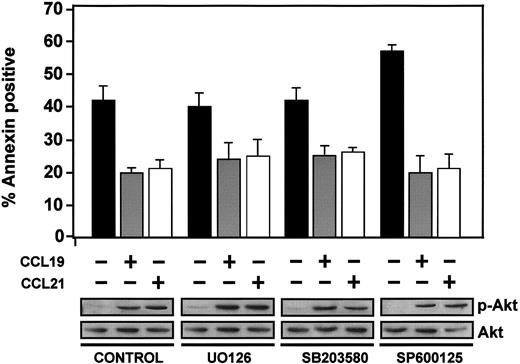 Figure 4. MAPK family members do not mediate CCR7-dependent inhibition of apoptosis. DCs were left untreated (control) or pretreated with UO126 (5 μM), SB203580 (13 μM), or SP600125 (50 μM) for 60 minutes to inhibit, respectively, Erk1/2, p38, and JNK. Parallel control experiments demonstrated that these enzymes were completely blocked by the respective inhibitors (not shown). Subsequently, DCs were left unstimulated (–) or stimulated (+) with CCL19 or CCL21. (Bottom) After 2.5 minutes of stimulation with chemokines, aliquots were taken to analyze the level of active Akt1 (p-Akt) and total Akt1 by Western blotting. A representative experiment out of 3 performed is shown. (Top) Remaining DCs were left for an additional 6 hours, and then the percentage of annexin-positive/7-AAD–negative cells was quantified. The results represent the mean ± SEM of 3 independent experiments.