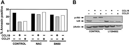 Figure 5. NFκB is involved in the antiapoptotic signaling induced from CCR7. (A) DCs were untreated (control) or pretreated with 20 mM n-acetyl-L-cysteine (NAC) or 20 μM SN50 for 60 minutes. Then, DCs were left unstimulated (–) or stimulated (+) with CCL19 or CCL21 for 6 hours. The percentage of annexin-positive/7-AAD–negative DCs was quantified. The data presented are representative of 2 independent experiments. (B) DCs untreated (control) or pretreated with LY294002 (100 μM) for 60 minutes were either left unstimulated (–) or stimulated (+) with CCL19 or CCL21 for an additional 30 minutes. (Top) DCs were taken to analyze by Western blotting the level of phosphorylated Akt1 (p-Akt) and subsequently, in the same blot, the levels of IκB. (Bottom) Blots were stripped and equal loading shown with an anti–β-actin antibody. A representative experiment out of 3 performed is shown.