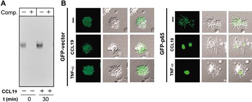 Figure 6. Stimulation of DCs with CCL19 induces activation and translocation of NFκB to the nucleus. (A) Determination of NFκB DNA-binding activity in total cell extracts obtained from DCs that were left unstimulated (–) or stimulated (+) with CCL19 for 30 minutes. Extracts were used to perform EMSA in the absence (–) or presence (+) of a 100-fold molar excess of unlabeled competitor (Comp) oligonucleotides. A representative experiment out of 2 performed is shown. (B) Stimulation of DCs with CCL19 induces translocation of NFκB to the nucleus. DCs were transfected with either pEGFP-C1 vector (GFP-vector) or pEGFP-p65 (GFP-p65). Eighteen hours after transfection, DCs were washed with RPMI and then either left unstimulated (–) or stimulated for 45 minutes with CCL19 or TNF-α used as positive control. The cells were then plated onto polylysine-coated coverslips, fixed, permeabilized, and the nucleus stained with Hoechst 33342 (not shown). The figure show Nomarski optics and GFP protein staining analyzed using the FITC fluorescence channel. Hoechst 33342 staining marked the position of the nucleus in all the cases (not shown). The figure was viewed with a Nikon Diaphot microscope. A representative experiment out of 3 performed is shown.