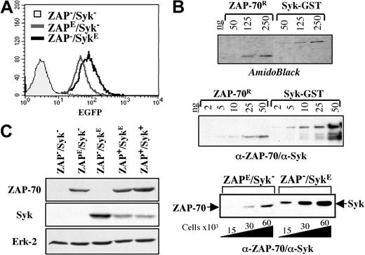 Figure 2. Generation of T-cell lines expressing equivalent levels of ZAP-70 and Syk. (A) p116 Jurkat cells, expressing neither ZAP-70 nor Syk (ZAP–/Syk–), were transduced with a ZAP-70/EGFP or Syk/EGFP retroviral vector, and cells expressing similar levels of EGFP were sorted on a FACS Vantage cytometer. The EGFP fluorescence of the sorted p116 cell lines expressing ectopic ZAP-70 (ZAPE/Syk–) and Syk (ZAP–/SykE) are shown. Background fluorescence of p116 cells not expressing EGFP is shown in a filled histogram. (B) ZAP-70 and Syk expression in these cells was quantified by comparison with known concentrations of human recombinant ZAP-70 and GST-Syk proteins (2-50 ng). Amido-black staining of these recombinant proteins and the corresponding immunoblots with Syk and ZAP-70 antibodies are shown. The quantification of ectopic ZAP-70 and Syk expressed in the transduced cell lines (A) was determined by comparison of the respective signals in several cell concentrations (15-60 × 103 cells) with that obtained for the recombinant protein (using the NIHimage software program). (C) ZAP-70 and Syk expression in the ZAPE/Syk– and ZAP–/SykE cells as well as in other Jurkat cell lines (Table 1) were monitored by immunoblotting of total cellular lysates with αZAP-70 and αSyk Abs. The blot was then stripped and reprobed with an αErk2 mAb to control for protein loading.