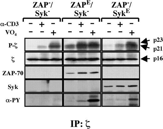 Figure 3. Ectopic ZAP-70 and Syk expression are associated with distinct TCR-ζ phosphorylation profiles in p116 Jurkat cells. p116 Jurkat cells (ZAP–/Syk–) expressing equivalent levels of ectopic ZAP-70 (ZAPE/Syk–) or Syk (ZAP–/SykE) (Figure 2) were stimulated via CD3 cross-linking (3′) or pervanadate (VO4)(5′). Immunoprecipitations were performed with an αTCR-ζ Ab, and the levels of the p21 and p23 phosphorylated TCR-ζ isoforms as well as the nonphosphorylated p16 isoform following stimulation are shown. The presence of ζ-associated ZAP-70 and Syk molecules as well as their relative phosphorylation status were determined by immunoblotting the ζ immunoprecipitates with αZAP-70, αSyk, and αPY Abs, respectively.