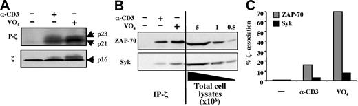 Figure 4. Relative binding of Syk to fully phosphorylated TCR-ζ is significantly lower than that of ZAP-70. (A) Induction of the phosphorylated p21 and p23 TCR-ζ isoforms was assessed in Jurkat cells expressing endogenous ZAP-70 and Syk (ZAP+/Syk+) following a 3′ CD3 ligation. Phosphorylation was monitored using an αPY mAb, and total levels of p16-ζ were assessed with an α-ζ mAb. (B) TCR-ζ was immunoprecipitated from lysates of 10 × 106 of these ZAP+/Syk+ Jurkat cells following CD3 cross-linking or pervanadate treatment, and the presence of associated ZAP-70 and Syk was detected by immunoblotting. To determine the relative levels of association of these 2 kinases with TCR-ζ, the total cellular levels of ZAP-70 and Syk present in 5 × 106, 1 × 106, and 0.5 × 106 of these Jurkat cells was concomitantly monitored on the same blot. (C) Western blots were quantified using scanning densitometry, and the relative levels of TCR-ζ–associated ZAP-70 and Syk in unstimulated and stimulated cells from the experiment shown in panel B are shown.