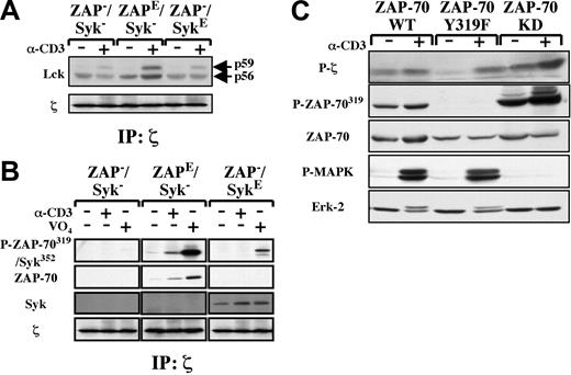 Figure 5. Role of Tyr319 and ZAP-70 kinase activity in TCR-ζ phosphorylation. (A) TCR-ζ was immunoprecipitated from p116 Jurkat cells (ZAP–/Syk–) expressing similar levels of ectopic ZAP-70 (ZAPE/Syk–) or Syk (ZAP–/SykE) following CD3 cross-linking (+), and the level of associated Lck was determined by immunoblotting with an Lck pAb. The positions of the p56 and p59 Lck isoforms are indicated, and the level of immunoprecipitated TCR-ζ is shown. (B) TCR-ζ was immunoprecipitated following CD3 cross-linking or pervanadate treatment. The levels of TCR-ζ–associated ZAP-70 and Syk phosphorylated on Tyr319 and Tyr352, respectively, were monitored using a pAb recognizing these homologous phosphorylated tyrosine residues. The levels of total TCR-ζ–associated ZAP-70 and Syk were revealed with ZAP-70– and Syk-specific antibodies, respectively. (C) TCR-ζ phosphorylation was monitored in whole cell lysates of unstimulated (–) or CD3-stimulated (+) p116 cells stably expressing WT ZAP-70, Y319F ZAP-70, or a kinase-dead (KD) ZAP-70. The relative levels of ZAP-70 phosphorylated on Tyr319, total ZAP-70, phosphorylated Erk1/Erk2 (P-MAPK), and total Erk2 were assessed by immunoblotting with the appropriate antibodies.