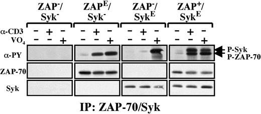 Figure 6. CD3-induced phosphorylation of Syk is augmented in the presence of ZAP-70. The relative phosphorylation levels of ZAP-70 and Syk in Jurkat cells engineered to express either ZAP-70 or Syk alone (ZAPE/Syk– and ZAP–/SykE cells, respectively) or together (ZAP+/SykE) were monitored following their joint immunoprecipitation. Immunoprecipitates were immunoblotted with an αPY mAb, and blots were then reprobed with αZAP-70 and αSyk Abs.