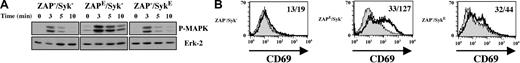 Figure 7. Downstream signaling is altered in Syk-expressing p116 cells. (A) Erk phosphorylation in the parental p116 cells and the derived ZAPE/Syk– and ZAP–/SykE cell lines was monitored 3, 5, and 10 minutes after stimulation with an αCD3 mAb at 37° C. Cell lysates (1 × 106 cell equivalents) were immunoblotted with a polyclonal Ab that recognizes the doubly phosphorylated forms of Erk1 and Erk2. The blot was then stripped and reprobed with an αErk2 mAb. (B) CD69 expression was assessed following overnight culture in serum-free media in the absence or presence of immobilized αCD3 mAb (1 μg/mL). Constitutive (filled histograms) and CD3-induced (open histograms) CD69 expression in the parental p116 cells and the derived ZAPE/Syk– and ZAP–/SykE cell lines were detected using a phycoerythrin (PE)–conjugated anti-CD69 mAb and analyzed on a FACScan. The mean fluorescence intensity of CD69 expression in the absence or presence of αCD3 is indicated in each histogram.
