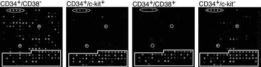 Figure 3. HCMV gene expression in hematopoietic subpopulations. CD34+ subpopulations infected with TLsubUL21.5 at an MOI of 5 PFU/cell were purified at 20 hours after infection by cell sorting and seeded in long-term bone marrow cultures. Linearly amplified RNAs were analyzed by using the HCMV array over a time course. All RNAs were hybridized in triplicate. Representative arrays hybridized with RNA derived from infected subpopulations at 5 days after infection are shown. Arabidopsis cDNA spots used as positive controls are circled. Cellular cDNA spots are boxed. All other spots represent HCMV genes.