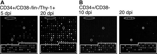 Figure 4. Cells expressing a stem cell phenotype support a productive infection in long-term culture. TLsubUL21.5-infected (A) CD34+/CD38–/lin–/Thy-1+ or (B) CD34+/CD38– cells were purified by cell sorting at 20 hours after infection and seeded into long-term bone marrow cultures. Linearly amplified RNAs were analyzed by using the HCMV array over a time course. The arrays shown are representative of 2 independent experiments in which triplicate arrays were hybridized with RNAs derived from cells at (A) 5 and 20 or (B) 10 and 20 days after infection for CD34+/CD38–/lin–/Thy-1+ and CD34+/CD38– cells, respectively. Arabidopsis cDNA spots used as positive controls are circled. Cellular cDNA spots are boxed. All other spots represent HCMV genes.