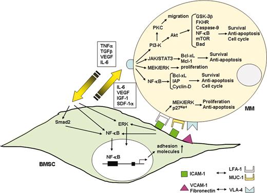 Figure 4. Interaction of MM cells and their BM milieu. Binding of MM cells to BMSCs triggers both adhesion- and cytokine-mediated MM cell growth, survival, drug resistance, and migration. MM cell binding to BMSCs up-regulates cytokine (IL-6, IGF-1, VEGF, SDF-1α) secretion from both BMSCs and MM cells. These cytokines subsequently activate 3 major signaling pathways (ERK, JAK/STAT3, and/or PI3-K/Akt), and their downstream targets including cytokines (IL-6, IGF-1, VEGF) and antiapoptotic proteins (Bcl-xL, IAPs, Mcl-1) in MM cells. Adhesion-mediated activation of NF-κB up-regulates adhesion molecules (ICAM-1, VCAM-1) on both MM cells and BMSCs, further enhancing adhesion of MM cells to BMSCs.