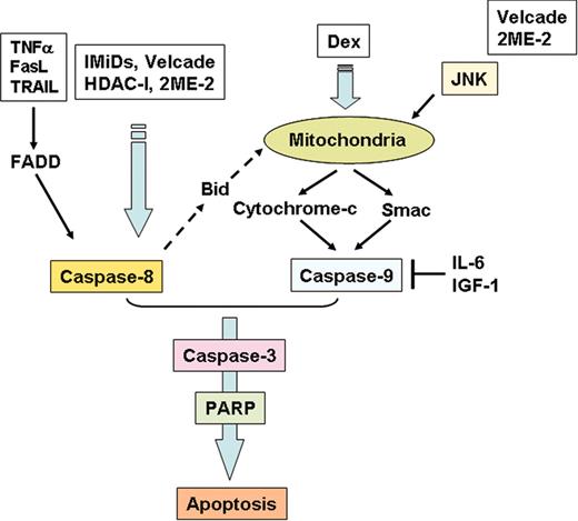 Figure 5. Apoptotic signaling pathways triggered by conventional and novel therapies. Fas/FasL, TRAIL, Thal/IMiDs, and HDAC inhibitors trigger activation of caspase-8, whereas Dex activates caspase-9. Bortezomib (Velcade) and 2ME-2 induce both caspase-8 and -9 activation. Both IL-6 and IGF-1 inhibit caspase-9/caspase-3 apoptotic signaling via activation of Akt signaling.