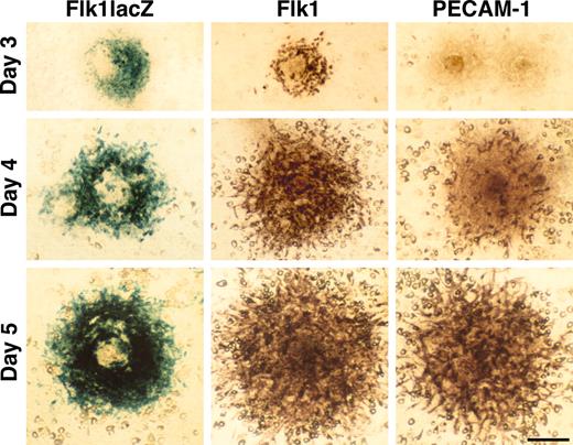 Figure 1. ES cell differentiation into endothelial cells. ES cells gave rise to colonies on the OP9 feeder cell layer in the absence of LIF. Expression of Flk1 and PECAM-1 was detected in R1 ES cells by immunostaining or in Flk1+/lacZ ES cells by X-gal staining. The expression pattern of PECAM-1 and Flk1 were similar at day 5. Scale bar, 100 μm.