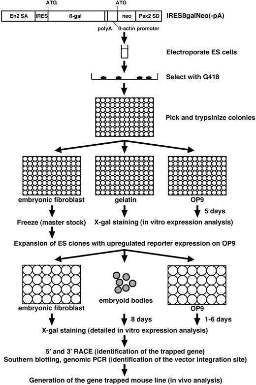 Figure 2. Protocol of gene-trap screen for endothelial-specific genes. IRESβgalNeo(-pA) gene-trap vector consists of Engrailed-2 splice acceptor (SA), IRES, β-gal, polyA signal, human β-actin promoter, neo, and Pax2 splice donor (SD).22 After electroporation of ES cells with IRESβgalNeo(-pA) gene-trap vector, individual G418-resistant ES cell colonies were tested for lacZ expression before and after differentiation of ES cells on the OP9 feeder cell layer for 5 days in 96-well plates. ES clones with up-regulated lacZ reporter expression on the OP9 feeder cell layer were further tested for lacZ expression on embryonic fibroblasts, in embryoid bodies, and in differentiated ES cells on the OP9 feeder cell layer for 1 to 6 days. Trapped genes were identified by RACE, followed by the identification of the vector integration site. Mouse lines were generated from gene-trapped ES cells, and in vivo expression and phenotypic analysis were carried out.