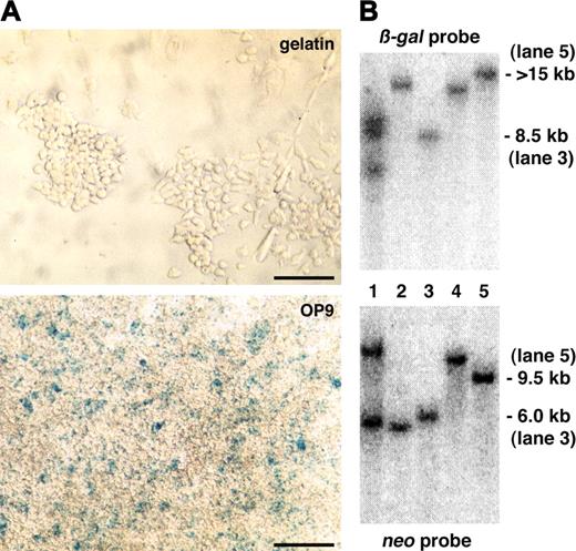 Figure 3. Primary expression screening and Southern blotting analysis. (A) A representative ES clone that did not show lacZ reporter expression in undifferentiated ES cells on gelatin but in differentiated ES cells on the OP9 feeder cell layer after 5 days of culture. Scale bars, 50 μm. (B) Southern blotting of genomic DNA prepared from gene-trapped ES cells with a β-gal or neo probe. Approximate size of detected DNA is indicated. Trapped genes: lanes 1-2, not identified; lane 3, endoglin; lane 4, Hes1; and lane 5, ASPP1.