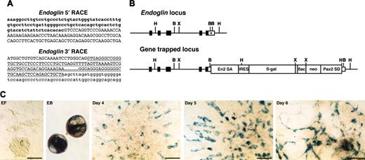 Figure 4. Endoglin gene-trapped clone. (A) Sequences of 5′ and 3′ RACE products. Lowercase letters represent endoglin cDNA sequence, including cording region (bold). Capital letters represent En2 splice acceptor (5′ RACE) or Pax2 splice donor sequence (3′ RACE) derived from the gene-trap vector. Underline indicates a Pax2 intronic sequence. (B) Schematic representation of genomic structure of endoglin wild-type and gene-trapped loci. Boxes represent exons, and the cording region is filled. The integration site of the gene-trap vector is indicated by an asterisk. B indicates BamHI; H, HindIII; X, XbaI. (C) In vitro expression of lacZ reporter for endoglin. EF indicates undifferentiated ES cells on embryonic fibroblast; EB, embryoid body; days 4, 5, and 6, differentiated ES cells on the OP9 feeder cell layer. Scale bars, 50 μm.