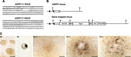 Figure 5. ASPP1 gene-trapped clone. (A) Sequences of 5′ and 3′ RACE products. Lowercase letters represent ASPP1 cDNA sequence including cording region (bold). Capital letters represent the En2 splice acceptor (5′ RACE) or Pax2 splice donor sequence (3′ RACE) derived from the gene-trap vector. Underline indicates a Pax2 intronic sequence. (B) Schematic representation of genomic structure of ASPP1 wild-type and gene-trapped loci. Boxes represent exons and the cording region is filled. The integration site of the gene-trap vector is indicated by an asterisk. H indicates HindIII; X, XbaI. (C) In vitro expression of lacZ reporter for ASPP1. EF indicates undifferentiated ES cells on embryonic fibroblast; EB, embryoid body; days 4, 5, and 6, differentiated ES cells on the OP9 feeder cell layer. Scale bars, 50 μm.