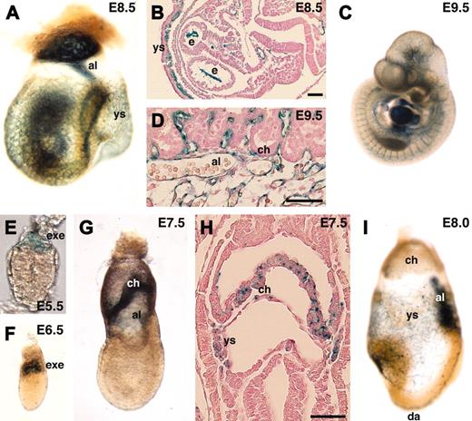 Figure 6. In vivo expression of lacZ reporter in endoglin gene-trapped embryos. (A-D,I) endoglin was specifically expressed in endothelial cells. Note that the expression was not detected in the chorion of the placenta (D) at E9.5. (E-H) endoglin expression was also detected in the extraembryonic ectoderm, chorion, and yolk sac mesoderm. al indicates allantois; ch, chorion; da, dorsal aorta; e, endocardium; exe, extraembryonic ectoderm; ys, yolk sac. Scale bars, 50 μm. Original magnifications: × 40 (A), × 25 (C), × 400 (E), and × 100 (F,G,I).