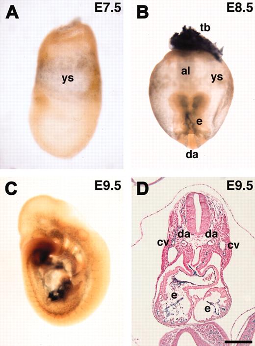 Figure 7. In vivo expression of lacZ reporter in ASPP1 gene-trapped embryos. (A-D) ASPP1 was expressed in the yolk sac mesoderm and endothelial cells. (B) ASPP1 expression was also detected in the trophoblast. al indicates allantois; cv, cardinal vein; da, dorsal aorta; e, endocardium; tb, trophoblast; ys, yolk sac. Scale bars, 200 μm. Original magnifications: × 100 (A), × 40 (B), and × 25 (C).