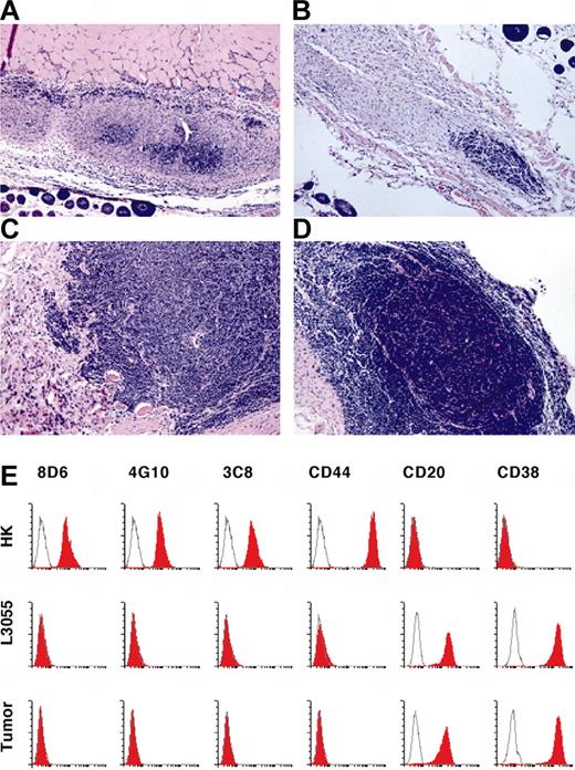 Figure 2. In vivo tumor formation. (A-D) Kinetics of tumor formation. L3055 and HK cells were inoculated in nude mice for tumor formation. Paraffin sections of tumor tissue were stained with Hematoxylin and Eosin on day 3 (A), 7 (B), 10 (C), and 14 (D) after the inoculation. Original magnification, × 200. (E) Cell-surface phenotype indicates that the tumor cells are derived from L3055 cells. HK, L3055, and tumor cells (60 days after the inoculation) were stained with murine IgG1 as a negative control (white histograms); mAbs 8D6, 4G10, 3C8, CD44, CD20, and CD38 (red histograms) are as indicated. Flow cytometric analysis was carried out on a FACSCalibur by using CELLQuest Pro software.