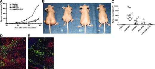 Figure 3. The combination of FDC-specific mAbs 8D6 and 4G10 inhibits FDC-mediated lymphomagenesis. (A-B) Kinetics of tumor formation. L3055 cells (2 × 106 cells) and HK cells (1 × 106 cells) were injected into nude mice in the presence of medium (i), mAb 8D6 (ii), mAb 4G10 (iii), and mAbs 8D6 plus 4G10 (iv) as indicated. A tumor growth chart (A) and tumor-bearing mice images taken 38 days after tumor cell inoculation (B) are shown. (C) A summary of in vivo tumor formation experiments shows tumor size and incidence. Horizontal bars indicate average tumor volume in each group. (D-E) Seven days after the inoculation of L3055 and HK cells with (E) or without (D) mAbs 8D6 and 4G10, cryosections of tissue from the injection site were prepared for immunofluorescent staining. Alexa-Fluor 488–conjugated mAb 3C8 (green) was used to locate HK cells in tumor tissue. Biotin-conjugated CD38 was used to detect L3055 cells followed by PE-conjugated streptavidin (red). Blue fluorescence dye DAPI was used for nuclei counterstaining. Original magnification, ×200.