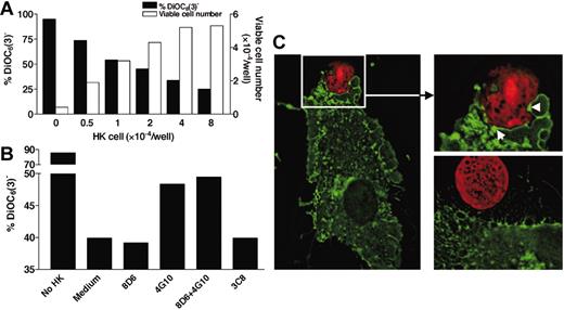 Figure 5. FDC-SM-4G10/CD44 protects L3055 cells from spontaneous apoptosis. (A) HK cells rescue L3055 cells from spontaneous apoptosis. L3055 cells (1 × 104 cells/well) were cultured in the presence of different concentrations of HK cells for 72 hours as indicated. L3055 cells were pulse stained with DiOC6(3) 15 minutes before harvesting. DiOC6(3) staining was analyzed by FACS (▪), and viable L3055 cells were counted by a trypan blue exclusive assay (□). (B) Blocking of CD44 molecule augments L3055 cell apoptosis. L3055 cells (1 × 104 cells/well) were cultured with mAb-pretreated HK cells (2 × 104 cells/well) as indicated. DiOC6(3) staining was performed as described earlier. DiOC6(3)-negative cell percentages from 1 of 3 similar experiments are shown. (C) Localization of GFP-CD44 on HK cells where L3055 cells make contact (arrows). HK cells were transfected with GFP-CD44, and L3055 cells were labeled with SNARF-1 as described in “Materials and methods.” After centrifugation, cell-cell contact was investigated under a deconvolution microscope using SlidBook software. Original magnification, × 630.