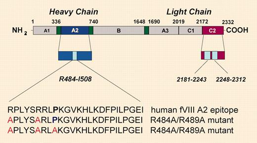 Domain structure of factor VIII and location of major inhibitor epitopes. See a related figure in the article beginning on page 704.