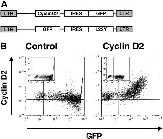 Figure 1. Design of retroviral vectors and overexpression of cyclin D2 in hematopoietic progenitors. (A) The cyclin D2 gene was inserted in front of IRES and GFP into a retroviral construct.26 Cyclin D2 gene expression was driven from a MSCV promoter. The control vector contained GFP-IRES-L22Y. L22Y represents a human dihydrofolate reductase variant containing a leucine to tyrosine substitution in codon 22 of the gene.27 L22Y confers trimetrexate resistance; however, only GFP expression was used as a marker gene in this study. (B) LSK cells transduced with control (left) or cyclin D2 (right) containing vectors were cultured for an additional 3 days after transduction and analyzed by FACS for expression of cyclin D2 and GFP. Inserted in the upper left of the FACS plots are the control stainings for cyclin D2 (goat-antimouse-PE). Note that GFP+ and GFP– control-transduced cells exhibited comparable levels of endogenous cyclin D2 protein. Results are from 1 of 3 experiments with similar results.