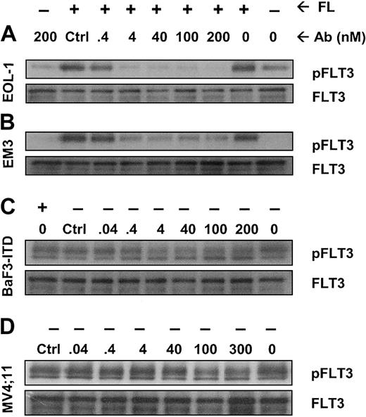 Figure 3. IMC-EB10 inhibits FL-induced phosphorylation of wild-type FLT3 and ligand-independent constitutive phosphorylation of FLT3-ITD. (A) EOL-1 and (B) EM3 cells were incubated in varying concentrations of antibody in the presence or absence of FL (30 ng/mL). Lanes 1 and 2 (from right) indicate that a low level of FLT3 phosphorylation existed in untreated EOL-1 cells and that ligand strongly increased the level of receptor phosphorylation. Ligand-induced receptor phosphorylation was blocked by IMC-EB10 antibody but not by a control antibody (control, IMC-C225 at 200 nM). (C) BaF3-ITD and (D) MV4;11 cells were incubated in varying concentrations of antibody without exogenous FL. Ligand-independent phosphorylation was inhibited by IMC-EB10 treatment. Total FLT3 protein was unaffected by antibody treatment.