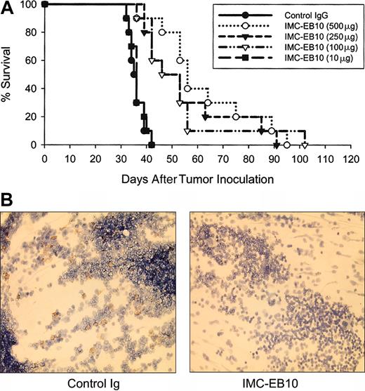 Figure 7. In vivo therapeutic effect of IMC-EB10 in EOL-1 xenograft leukemia model. (A) NOD-SCID mice (10 per group) bearing EOL-1 leukemia were treated intraperitoneally with indicated doses of antibodies 3 times weekly. Mouse survival was monitored daily. Compared with control IgG, treatment with 500 μg, 250 μg, and 100 μg IMC-EB10 all significantly prolonged survival of the mice. No effect was seen for 10 μg IMC-EB10, suggesting that the antileukemic effect of IMC-EB10 was dose dependent. This graph is representative of results from 3 similar experiments. (B) Mice bearing EOL-1 leukemia were treated with IMC-EB10 (500 μg) for 20 days. Mice were killed, and bone marrow cells were analyzed by immunohistochemical staining with antihuman CD45 antibody. The number of leukemia cells was significantly decreased by IMC-EB10 treatment. Original magnification, × 200.