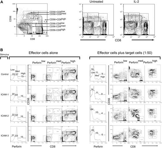 Figure 3. CD56 and CD8 population subsets in human peripheral blood. (A) Six subsets were identified in human T cells by staining with CD56 and CD8. Gating and subsequent identification are indicated in the figure for population frequencies after IL-2 treatment. (B) IL-2–activated PBMCs (200 ng/mL, 12 hours) were mock-treated (IgG) or treated with ICAM-1, ICAM-2, or ICAM-3 (10 μg/mL FC fusion protein) 30 minutes prior to incubation with target HL60 cells at a 1:50 E/T ratio for 4 hours. Cells were then prepared for flow cytometry with CD8-Cy5PE, CD56-PE surface stains and perforin-Cy5 intracellular stains. Cells were gated in perforin content low, medium, and high, and then subsequently analyzed for CD56 and CD8 expression. Panel on the left is in the absence of target cells and panels on the right are in the presence of target cells. Numbers in panels correspond to population frequencies in those gates.