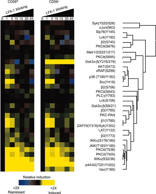 Figure 6. Phospho-epitope profiling in human CD56+ NK cells. (A) Kinetic analysis of phosphoprotein after stimulation with anti–LFA-1 cross-linking in human CD56+ NK cells. Peripheral blood was cross-linked for LFA-1 antibody (mAb clone 27) and stained in 4-color combinations of CD56-PE-Cy5 and 3 phosphospecific antibodies coupled to Alexa 488, Alexa 568, Alexa 647, Alexa 660, or PE. Ratios of the fluorescent intensities (geometric mean) were calculated relative to unstimulated cells. All values were derived from CD56+ and CD56– gated populations and computed using Cluster and Treeview software programs.