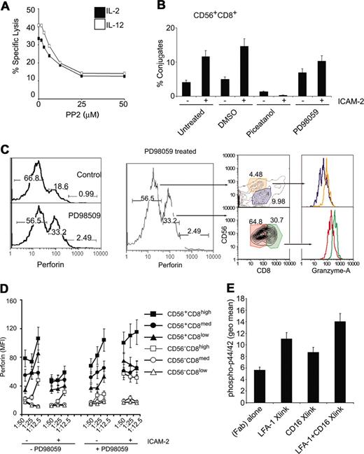 Figure 7. p44/42 MAPK and Syk activities map to distinct junctures in the LFA-1–dependent adhesion of CD56+CD8+ NK cells. (A) Src inhibition decreases lysis of target cells. CMFDA-labeled K562 cells were incubated at 1:25 E/T ratio of targets that had been treated with either IL-2 of IL-12 (100 ng/mL, 12 hours) in the presence of increasing concentrations of the src inhibitor PP2. Specific lysis is plotted. (B) Conjugate formation of CMFDA-labeled HL60 cells and CD56+CD8+ cells. Conjugate flow cytometric assay was performed on PBMCs treated with indicated chemicals (10 μM, 30 minutes) prior to treatment with ICAM-2 (10 μg/mL, 30 minutes). CMFDA-labeled HL60 cells were incubated at 1:25 E/T ratio for 5 minutes and fixed with 2% paraformaldehyde directly. Cells were then immunolabeled with CD8 and CD56 antibodies and gated for CD8+CD56+ cell populations, and percent HL60 fluorescence was calculated relative to total HL60 cells. (C) Intracellular perforin levels (perforin-PE conjugate) after E/T cell mixing in the presence or absence of 10 μM PD98059 (preincubated for 30 minutes before cell mixing). Low and medium perforin-containing subsets are gated and displayed for CD56 and CD8 markers as denoted by arrows. Perforin medium subsets (CD56+CD8med, CD56+CD8high) were further gated and displayed for granzyme A levels, as denoted by color-coded gates. Similar analysis was performed for perforin low subsets. Numbers at the top of each gate represent the population frequency in each section. (D) Perforin content in CD56CD8 subsets following E/T cell mixing of target HL60 cells in the presence of 20 μM PD98059. Some cells were stimulated with ICAM-2 (10 μg/mL) prior to incubation with target cells. Median fluorescent values are displayed for CD56CD8 subsets at various E/T ratios. (E) Phospho-p44/42 detection after LFA-1 and CD16 cross-linking. PBMCs were incubated with 1 μg/1 × 106 cells of β2 integrin mAb (clone CTB104) and CD16 (clone 3G8), followed by goat antimouse IgG (Fab′)2. Cells were stimulated at 37° C for 15 minutes before being processed for intracellular flow cytometry. Error bars in panels B, C, and D show standard deviation of 3 experiments.