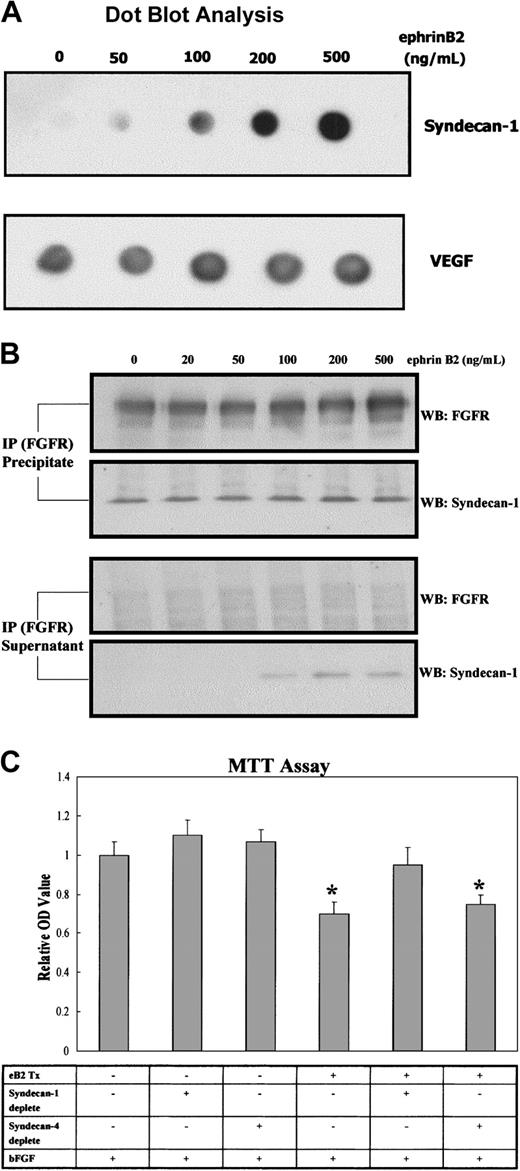 Figure 5. EphrinB2 can suppress the proliferative effect of bFGF on HUAECs via the syndecan-1 ectodomain. (A) To understand whether shedding of the syndecan-1 ectodomain in HUAECs was increased after the addition of ephrinB2, HUAEC cultures were treated with preclustered ephrinB2 (0 to 500 ng/mL) for 24 hours. The conditioned media were collected and concentrated with Centricon according to the manufacturer's instruction. Under gentle vacuuming, 1.5 μL of each concentrate was applied to the methanol-moistened PVDF membrane. After blocking, monoclonal antiectodomain of syndecan-1 was added and incubated as the protocol of Western blot. The membrane was finally developed with enhanced chemiluminescence (ECL). Another secreted peptide of endothelial cells, VEGF, was used as an internal control because its expression was not regulated by ephrinB2 based on our cDNA microarray and RT-PCR. (B) To test whether overproduced syndecan-1 was consistently associated with FGFR1, a co-IP assay was employed. HUAEC cultures were treated with varying concentrations of preclustered ephrinB2 (0 to 500 ng/mL) for 24 hours. Membrane portions of cell lysates were isolated and processed for IP with monoclonal mouse anti-FGFR1 antibody.After centrifugation, the supernatant and pellet were separately collected and processed for Western blotting with polyclonal rabbit anti-FGFR1 or goat antisyndecan-1 antibodies. (C) To examine whether dispersed syndecan-1 ectodomain was responsible for inhibiting the bFGF-induced proliferative effect, the conditioned media of HUAEC cultures with or without pretreatment of ephrinB2 were collected and concentrated to 2 mg/mL. The methodology of immunoprecipitation was used to deplete either syndecan-1 or syndecan-4 ectodomain from the media. The control samples received protein A/G Plus–Agarose beads alone. A dot blot assay was used to confirm the depletion of syndecan-1 or -4 in the leftover fluid. Then the fluid was added, in a protein concentration of 500 μg/mL, to fresh M199 medium with 10 ng/mL bFGF to undergo MTT proliferation assay as previously described. Each group was tested in sextuplicate, and tests were performed in triplicate. Each data set was normalized with the average value of the control group. Bars represent the mean ± SD from 6 data sets of 1 representative experiment. eB2 indicates ephrinB2. *P < .05 compared with bFGF alone group (first bar from the left).