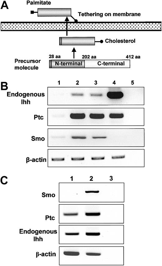 Figure 1. Screening for mRNA expression of mesodermal growth factors and their receptor. (A) Processing of endogenous Ihh in mammalian cells. Palmitoyl modification of the N-terminal fragment was essential for potentiating hedgehog activity. This occurs after autocatalytic processing of the signal peptide in cells. The C-terminal fragment of the Indian hedgehog protein displays an autoproteolytic activity and a cholesterol transferase activity, whereas the C-terminal product has no signaling activity. The cholesterol moiety of Ihh contributes to restriction of the spatial distribution of Ihh protein to the cell surface. (B) The mRNA expression of Ihh and receptor molecules. For detection of Ihh, a primer pair specific for endogenous Ihh was used. Lane 1, human umbilical vein endothelial cells (HUVECs); lane 2, primary stromal cells; lane 3, hTERT stromal cells; lane 4, cord blood; lane 5, H2O. (C) The mRNA expression of hedgehog receptor molecules in CB: lane 1, total cord blood RT+; lane 2 CD34+RT+, lane 3 CD34+RT–.