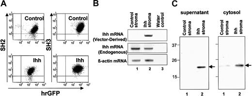 Figure 2. Schematic representation of processing of endogenous Ihh and expression of Ihh in gene-modified human stromal cells. (A) Expression of SH2, SH3, and GFP in control and Ihh stromal cells. Control or Ihh-transduced stromal cells (Ihh stromal cells) were sorted after gene transduction. Postsorting purities of the GFP+ control and Ihh stromal cells were 96.7% and 93.3%, respectively. Cells were gated on the basis of forward and side light scatter to exclude debris. (B) Expression of Ihh mRNA analyzed by RT-PCR specific for vector-derived Ihh and endogenous Ihh: lane 1, control stromal cells; lane 2, Ihh stromal cells; lane 3, H2O. (C) Immunoblot analysis of Ihh in supernatant (1) and cytosol (2) of human stromal cells. The LTC medium of the stromal cells was replaced in the serum-free X-VIVO10 medium after washing with PBS, and supernatants were collected for 72 hours after the culture. Ihh was immunolabeled with the 5E1 antihedgehog antibody. Lane 1, control stromal cells; lane 2, Ihh stromal cells.