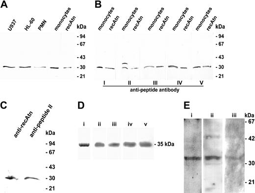 Figure 1. Western blotting analysis of amphoterin and RAGE. (A) Leukocytes were lysed with 1% SDS, and 10-g samples of total cellular protein or 40 ng recAtn were run under reducing conditions on SDS-PAGE and transferred to a nitrocellulose filter. The filter was immunostained with anti-recAtn antibodies. PMN indicates polymorphonuclear leukocytes. (B) Monocyte lysates (40 μg protein) and recAtn (80 ng) were run in SDS-PAGE and transferred to nitrocellulose filters. The filters were immunostained with 5 affinity-purified antibodies raised against different amphoterin peptides (I-V). (C) Rat brain microglia lysates were analyzed in Western blotting with anti-recAtn and antipeptide II. Both antibodies recognized a single 30-kD band from the lysate. (D) sRAGE was purified from bovine lung acetone powder. Purified sRAGE migrated as a single band in 12% SDS-PAGE stained with Coomassie blue (lane i). sRAGE was detected by 4 different anti-RAGE antibodies in 10% to 20% SDS-PAGE and Western blotting experiment: anti-P300 (lane ii), anti-P301 (lane iii), anti-RAGE (lane iv), and anti-RAGE N-16 (lane v). (E) Western-blotting of monocyte RAGE. RAGE was detected from 1-hour amphoterin adherent human monocytes or rat leukocytes using anti-P300 (lane i), anti-RAGE (lane ii), or anti-P301 (lane iii). Lanes i-ii: human cells. Lane iii: rat cells.