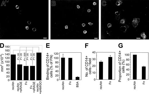 Figure 3. Adhesion and spreading of monocytes on amphoterin and extracellular matrix proteins. (A-C) Peripheral blood leukocytes were kept on coverslips coated with vitronectin (A), fibronectin (B), or recAtn (C) for 1 hour in serum-free medium. The coverslips were washed, fixed with 2% paraformaldehyde, and immunostained with anti-CD14 and TRITC-labeled antimouse immunoglobulins. Scale bar (A-C) 10 μm. (D) Measurement of amphoterin and fibronectin adherent monocyte areas. Monocytes were adhered to recAtn or fibronectin-coated plastic for 1 hour, and adherent cells were fixed. Digital microscopy pictures were taken, and cell areas were measured. Mean of areas was calculated. Amphoterin-adherent cells spread strongly compared with fibronectin-adherent cells, and spreading was inhibited with 100 g/mL sRAGE but not with sAMIGO. Error bars represent ± SD (n = 3). (E) Peripheral blood mononuclear cells in serum-free medium were incubated in microwells coated with recAtn, fibronectin (Fn), or albumin (BSA) for 1 hour, and the bound CD14+ cells were detected with anti-CD14 and ELISA. (F-G) Peripheral blood leukocytes were incubated on recAtn or Fn-coated coverslips for 1 hour in serum-free medium, and the bound cells were immunostained with anti-CD14 and TRITC-labeled second antibody. The number of CD14+ cells (F) and their proportion of total cells (G) were determined by fluorescence and phase-contrast microscopy. The mean and SEM of 3 different experiments (E) or 12 fields of 2 different experiments (F-G) are shown.