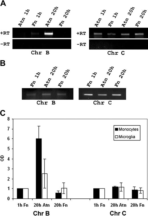 Figure 4. Detection of chromogranins B and C from monocytes and microglia, and amphoterin-induced up-regulation of chromogranin B. Cells were adhered to amphoterin or fibronectin for 1 or 20 hours. mRNA was isolated and amplified in RT-PCR using primers specific for chromogranins B and C. (A) Amplified monocyte cDNA was analyzed using agarose gel electrophoresis and ethidium bromide staining. Bands of the expected size were obtained for both chromogranin B and C. +RT indicates reverse transcripted RNA; -RT, RNA without reverse transcription. (B) Amplified microglia cDNA from 1-hour fibronectin adherent or 20 hours of amphoterin or fibronectin-adherent microglia was analyzed. Bands specific for chromogranin B and C were detected in agarose gel electrophoresis. (C) Amphoterin induced chromogranin B up-regulation. Optical density of the RT-PCR bands was determined. Optical density of bands from cells adhering for 1 hour on fibronectin was defined as 1. Chromogranin B mRNA was strongly up-regulated in monocytes during 20 hours of adhesion to amphoterin but not to fibronectin. In addition, chromogranin B was up-regulated in amphoterin-adherent microglia. Chromogranin C mRNA was not up-regulated during adhesion. Results of RT-PCR are from 3 different experiments using monocytes from 3 different donors and from 4 different experiments using rat microglia from 4 different littermates. Bars represent ± SD.