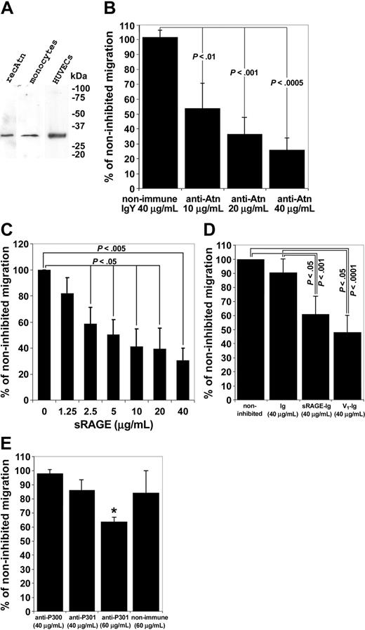Figure 5. Monocyte transendothelial migration is inhibited by anti-amphoterin and anti-RAGE antibodies, and by soluble fragments of RAGE. (A) Western blotting of monocyte and HUVEC lysates with the anti-Atn used in the migration assay. Cells were lysed in hot reducing Laemmli sample buffer, and the lysates were analyzed in Western blotting on 10% to 20% gradient gel. recAtn was used as a standard. Western blotting experiments revealed specifically a 30-kD band. (B) Transendothelial migration assay of monocytes. Monocytes were added to upper chambers of HUVEC-coated Transwell filters. Monocytes were allowed to migrate for 3 hours. Various concentrations of antibodies were added to the upper well at the start of the experiment where indicated. Migrated monocytes were counted microscopically. Noninhibited migration was defined as 100%. Bars represent ± SD (n = 3). (C) Monocyte transendothelial migration is inhibited by sRAGE isolated from bovine lung. Monocytes were added to the upper wells of the Transwell chambers with various concentrations of sRAGE. Noninhibited migration was defined as 100%. Migration assay was done as in Figure 5B. (± SD, n = 3). (D) Monocyte transendothelial migration is inhibited by recombinant sRAGE-Ig and the RAGE V1 domain. Monocytes were added to the upper wells of the Transwell chambers with 40 g/mL sRAGE-Ig, V1-Ig, or Fc-control (Ig). Noninhibited migration was defined as 100%. Migration assay was done as in Figure 5B (± SD, n = 8 for noninhibited, Ig, and sRAGE-Ig wells, and n=4 for V1-Ig wells). (E) Various concentrations of anti-RAGE antibodies (anti-P300 and anti-P301) were added to upper well at the start of the experiment where indicated. Nonimmune IgG was used as a control. Migration assay was done as in Figure 5B. Noninhibited migration was defined as 100% (± SD, n = 4, *P < .00005).